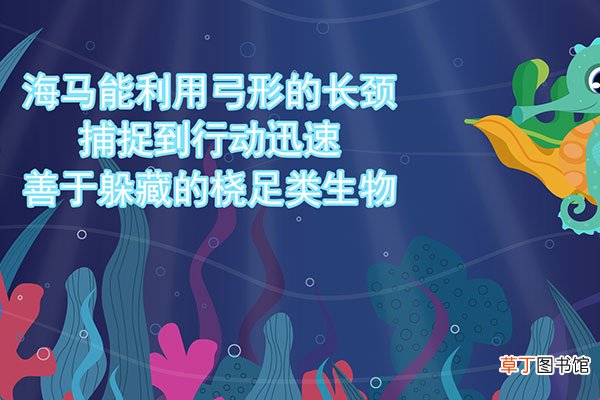 海马是鱼吗