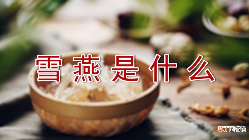 雪燕是什么