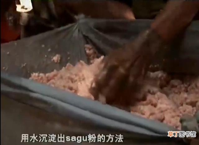 吃的西米露是西米做的吗 西米是一种米吗