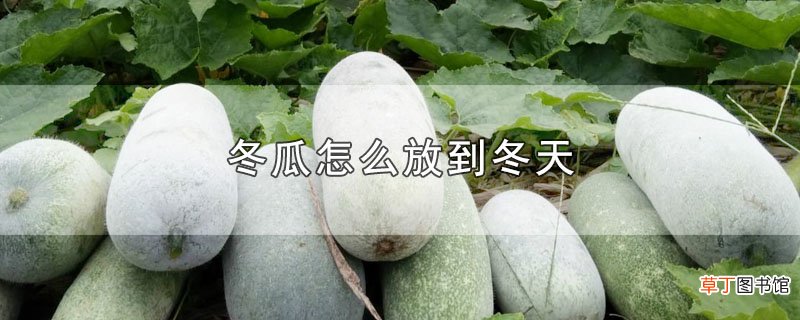 冬瓜怎么放到冬天