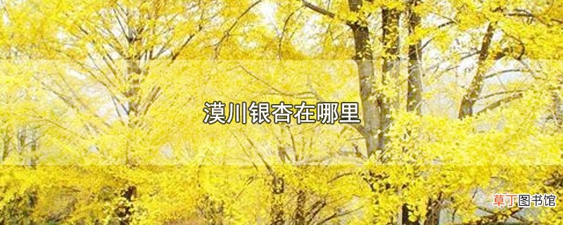 漠川银杏在哪里