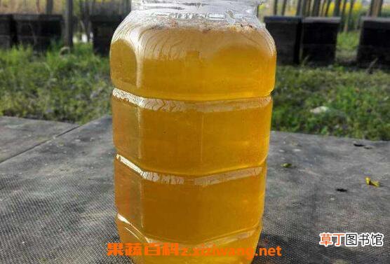 油菜花蜜的功效与作用 油菜花蜜的副作用