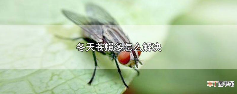 冬天苍蝇多怎么解决