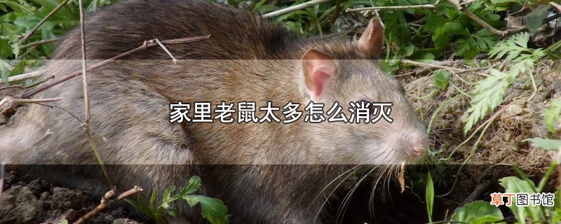 家里老鼠太多怎么消灭
