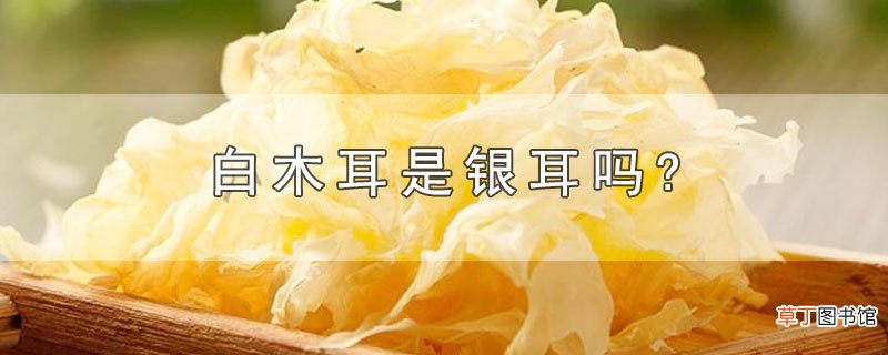 白木耳是银耳吗?