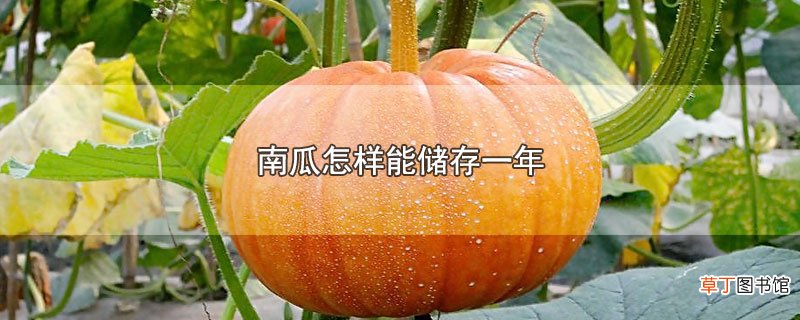 南瓜怎样能储存一年