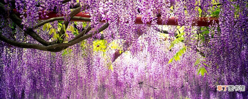 紫藤萝瀑布从哪几个方面描写紫藤萝的 文章从哪几个方面描写紫藤萝的