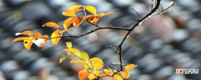 一场雨的拼音