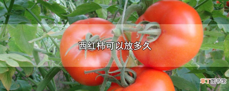 西红柿可以放多久