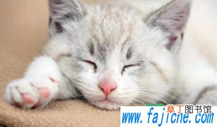 猫咪可以吃有益生菌的酸奶吗 猫咪喝酸奶能调节肠胃吗