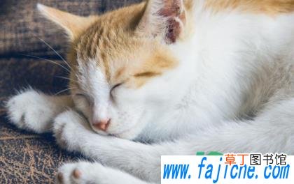 猫咪可以吃有益生菌的酸奶吗 猫咪喝酸奶能调节肠胃吗