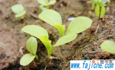 香菜种子种下后多久发芽 香菜种子直接撒土里能发芽吗