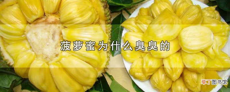 菠萝蜜为什么臭臭的