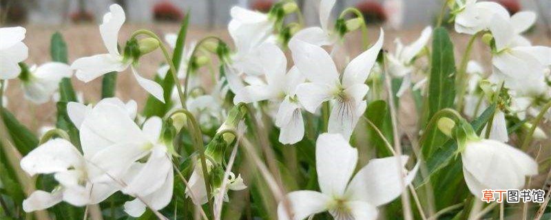 白花地丁的养殖方法