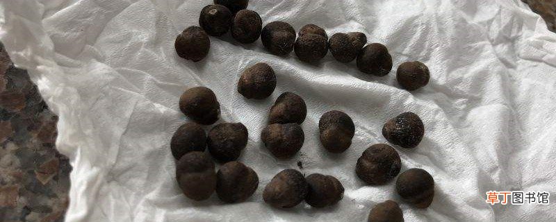 多香果的养殖方法