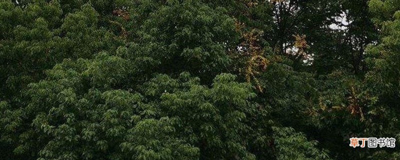 雨树的养殖方法
