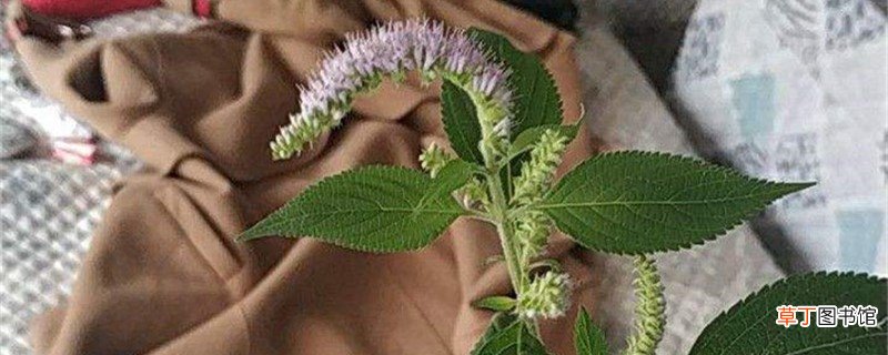 香薷的养殖方法