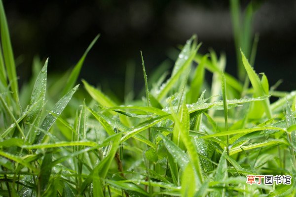 春潮带雨晚来急,野渡无人舟自横是什么季节春潮带雨晚来急的意思