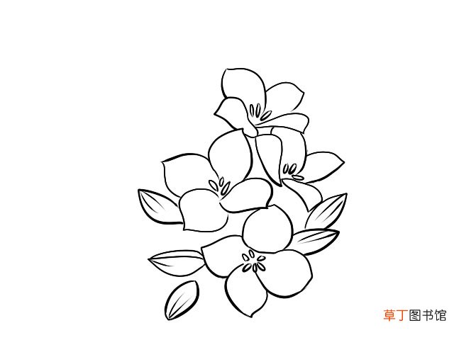 长寿花简笔画