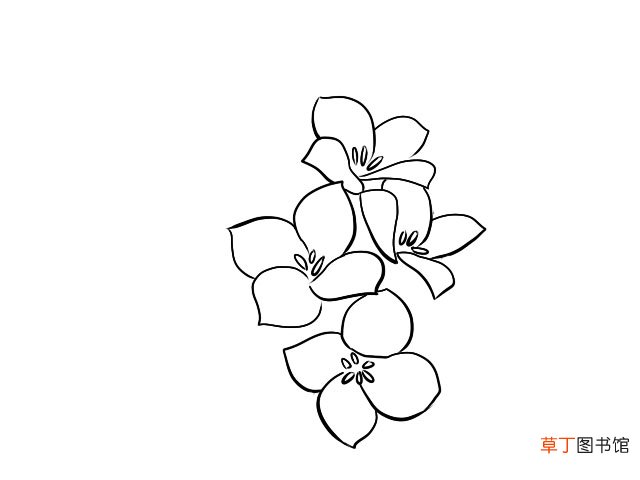 长寿花简笔画