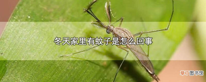 冬天家里有蚊子是怎么回事