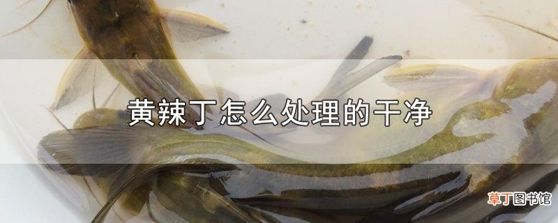 黄辣丁怎么处理的干净