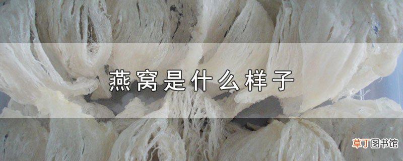 燕窝是什么样子