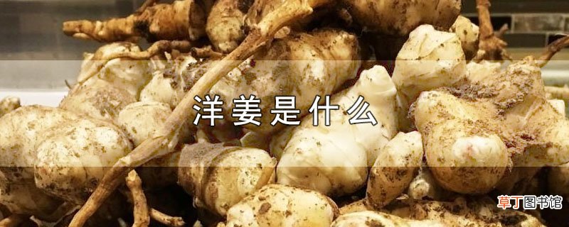 洋姜是什么