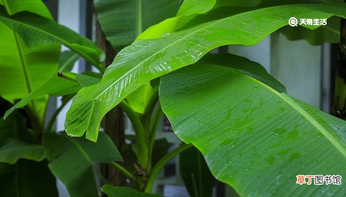 戏掬清泉洒蕉叶儿童误认雨声来的意思 戏掬清泉洒蕉叶儿童误认雨声来的意思是什么