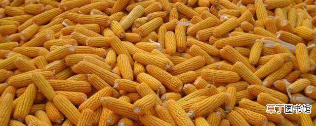 天热玉米怎么保存 夏季煮熟的玉米保存方法