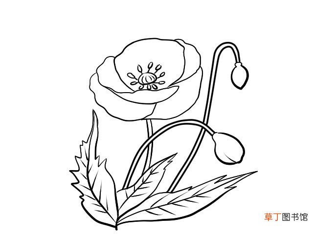 虞美人怎么画