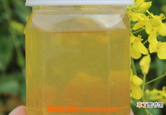 油菜花蜂蜜的功效与作用 油菜花蜂蜜是凉性的吗