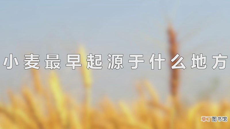 小麦最早起源于什么地方