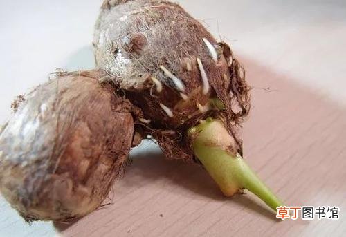 家庭须知 芋头长出多个小芽怎么办
