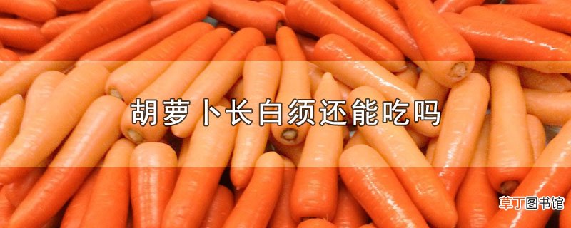 胡萝卜长白须还能吃吗