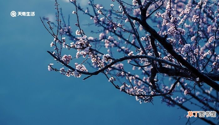 梅花三弄表达什么意思 梅花三弄的意思是什么