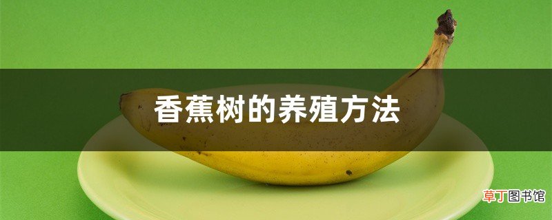 香蕉树的养殖方法