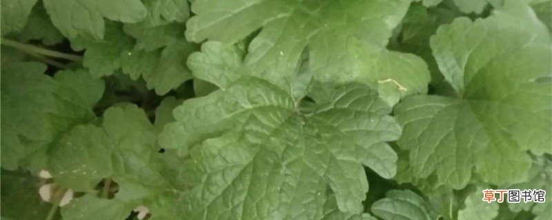 夏至草的养殖方法