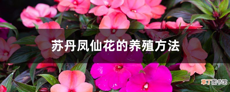 苏丹凤仙花的养殖方法