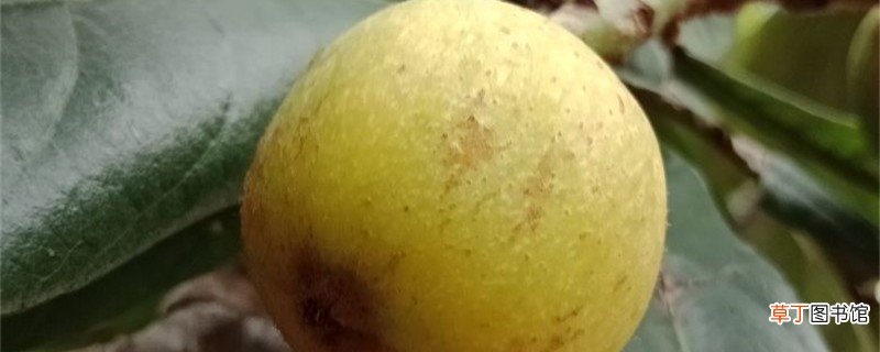 枇杷果的养殖方法