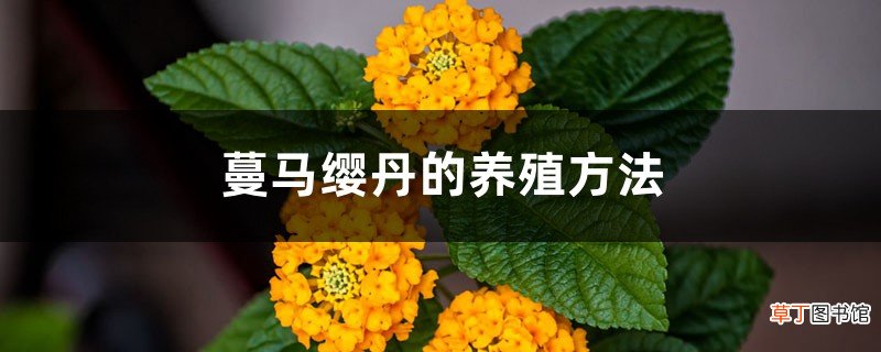 蔓马缨丹的养殖方法