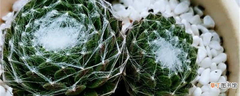 卷绢的养殖方法