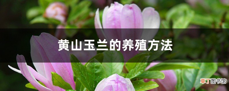 黄山玉兰的养殖方法
