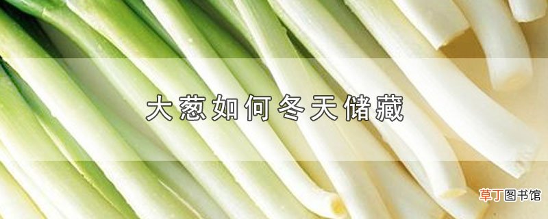 大葱怎么冬天储藏