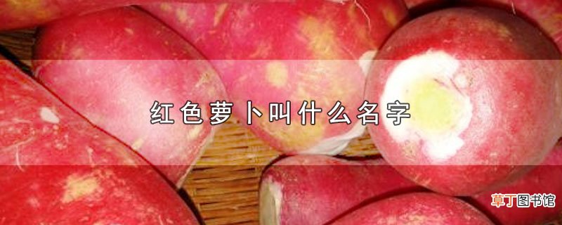 红色萝卜叫什么名字