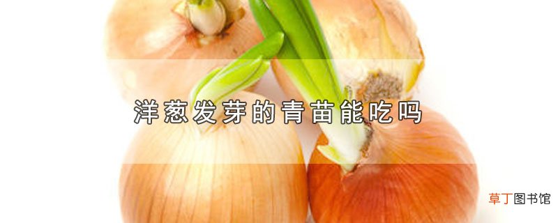 洋葱发芽的青苗能吃吗