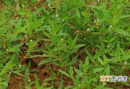 白花蛇舌草功效与作用-白花蛇舌草的功效是什么