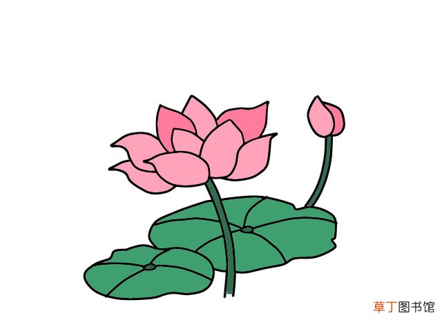 荷花简笔画 荷花的画法