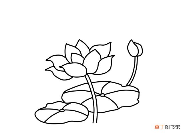荷花简笔画 荷花的画法