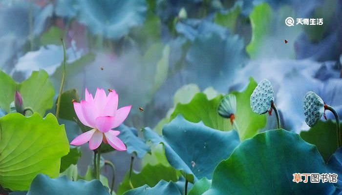 菡萏怎么读 菡萏怎么读拼音